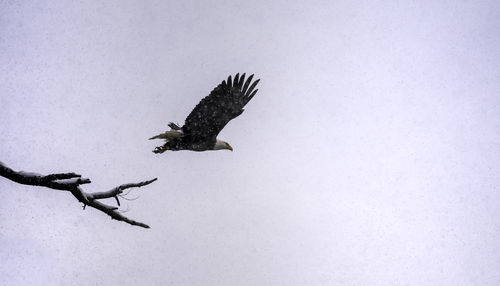 Bird flying over snow field