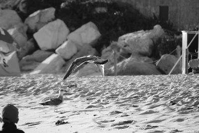 Close-up of birds on beach