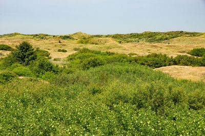 Scenic view of landscape against clear sky