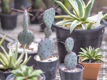 Close-up of succulent plant in pot