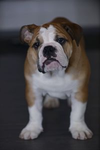 Close-up portrait of dog