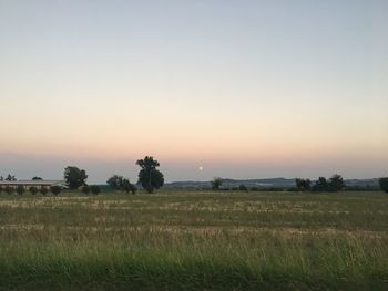 Scenic view of field against clear sky during sunset