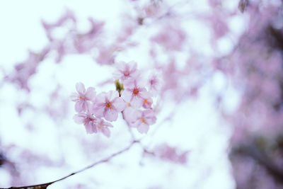 Close-up of pink cherry blossom tree