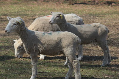 Sheep in a field