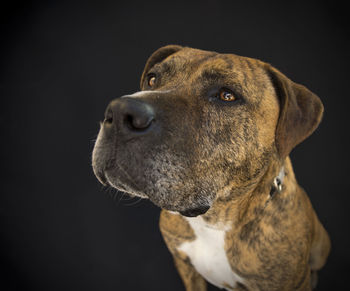 Close-up of dog looking away against black background