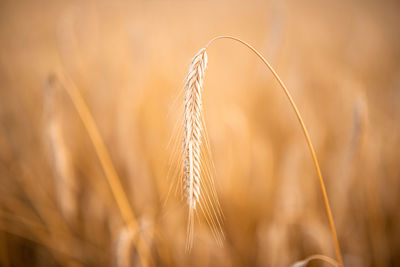 Close-up of stalks in wheat field