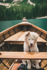 Dog on a boat.