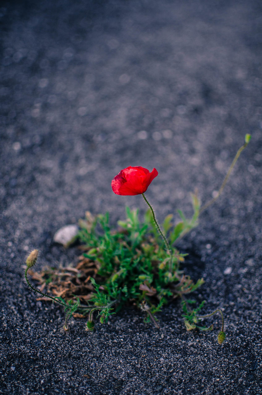 CLOSE-UP OF RED POPPY FLOWERS