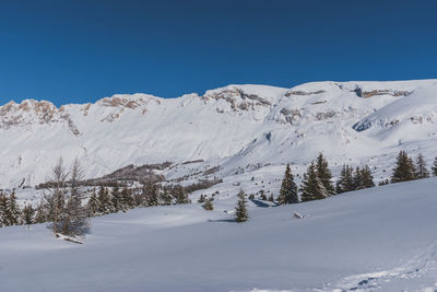 A picturesque landscape view of the french alps mountains and tall pine trees covered in snow