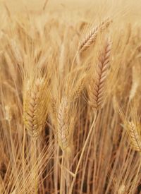 Close-up of wheat field