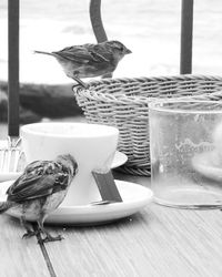 View of bird on table
