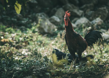 Rooster on field