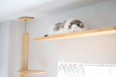 White cat sleeping on wooden shelf at home