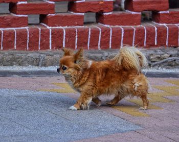 View of a dog on footpath