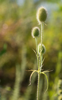 Close-up of plant on field