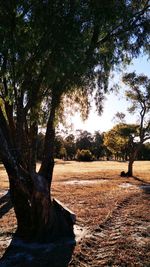 Trees on field in forest against sky