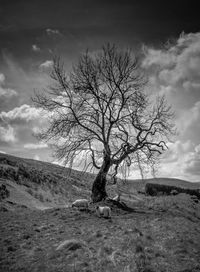 Bare tree on field against sky