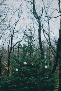 Bare trees against sky