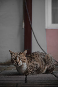 Portrait of cat resting