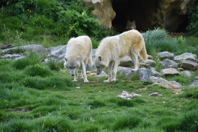 View of wolf on field