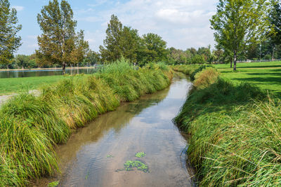 Landscape of waterway surrounded by grass, bushes and trees in denver, colorado