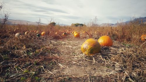 Close-up of pumpkins on field against sky