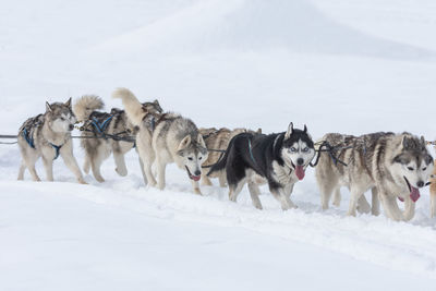 Horses in a snow