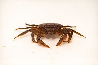 Close-up of spider on white background