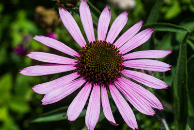 Close-up of flower