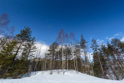 Pine trees in forest against sky during winter