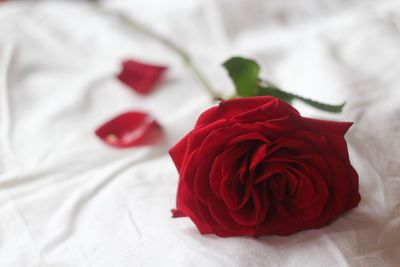 Close-up of red rose on bed