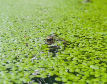 View of frog in pond