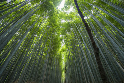 Bamboo forrest at arashiyama bamboo groove near kyoto