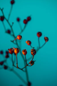 Close-up of berries against blue background