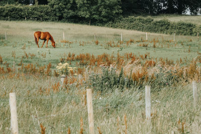 Horses in a field