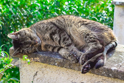 View of a sleeping cat