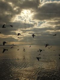 Flock of seagulls flying over sea