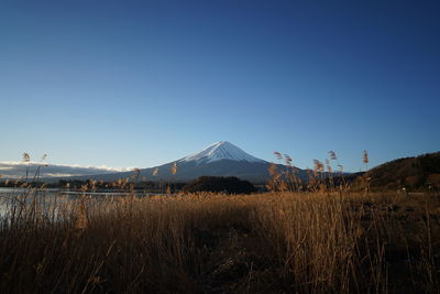 Scenic view of field against clear blue sky