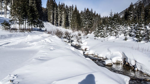 Snow covered land and trees in forest