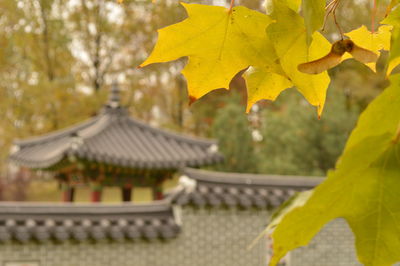 Close-up of yellow leaves on tree