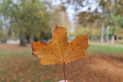 Close-up of dry maple leaf on field