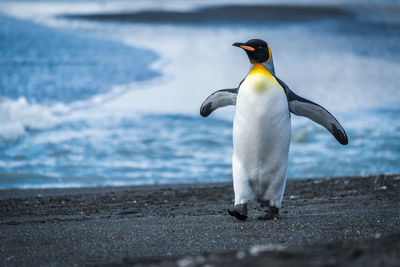 View of a bird on the beach