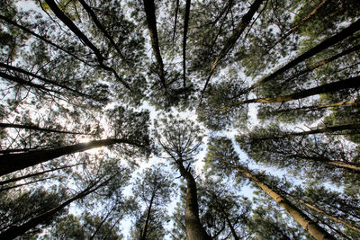 Low angle view of trees in forest