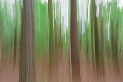 Full frame shot of bamboo plants