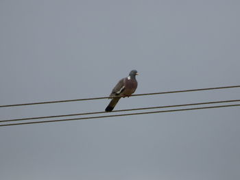 Low angle view of bird perching on cable