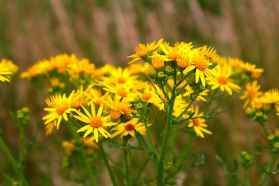 Close-up of yellow flowering plant on field