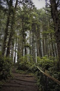 Low angle view of trees in forest