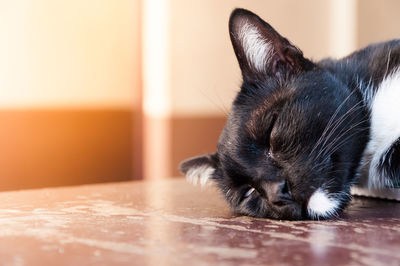 Close-up of a cat sleeping on floor at home