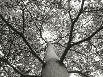 Low angle view of tree