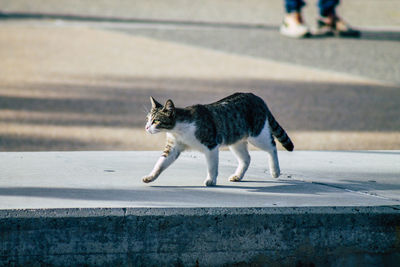 Full length of a cat looking away on road